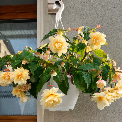 🌺Weeping Begonia Bulbs-Stunning Hanging Basket Flowers