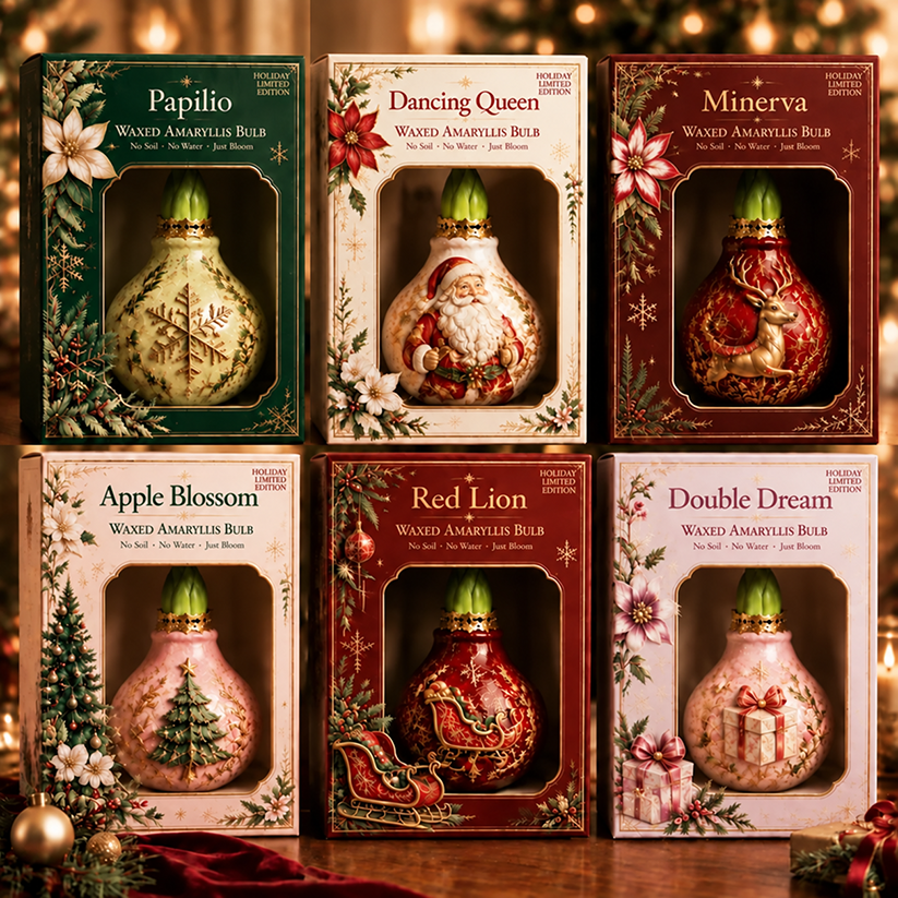 🔥 No Soil! No Water! Just Blooms! 🎄🌺 Watch These Holiday Magic Amaryllis Bulbs Come to Life!