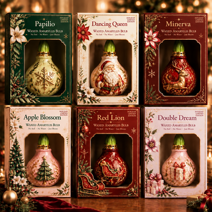 🔥 No Soil! No Water! Just Blooms! 🎄🌺 Watch These Holiday Magic Amaryllis Bulbs Come to Life!