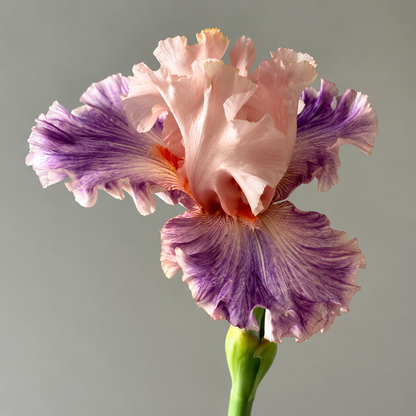 ⚜️German Bearded Iris Bulbs-Dramatic Ruffled Blooms•Lasting Perennial Beauty