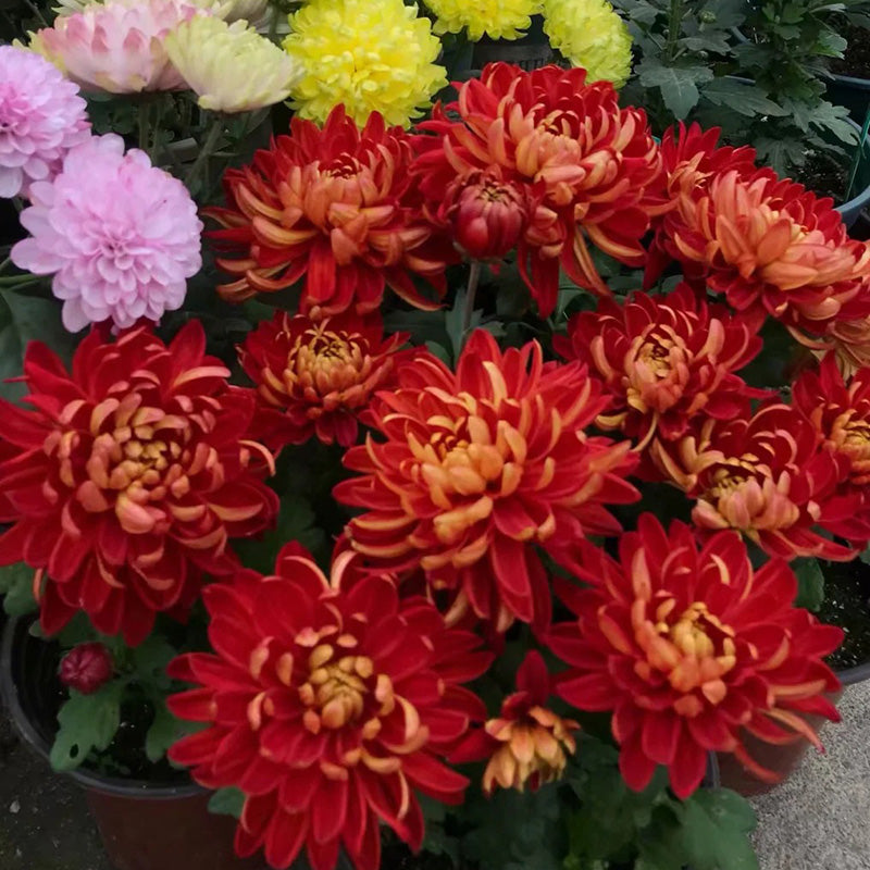 🌺The Flower of Elegance🌼Giant Chrysanthemum Seeds