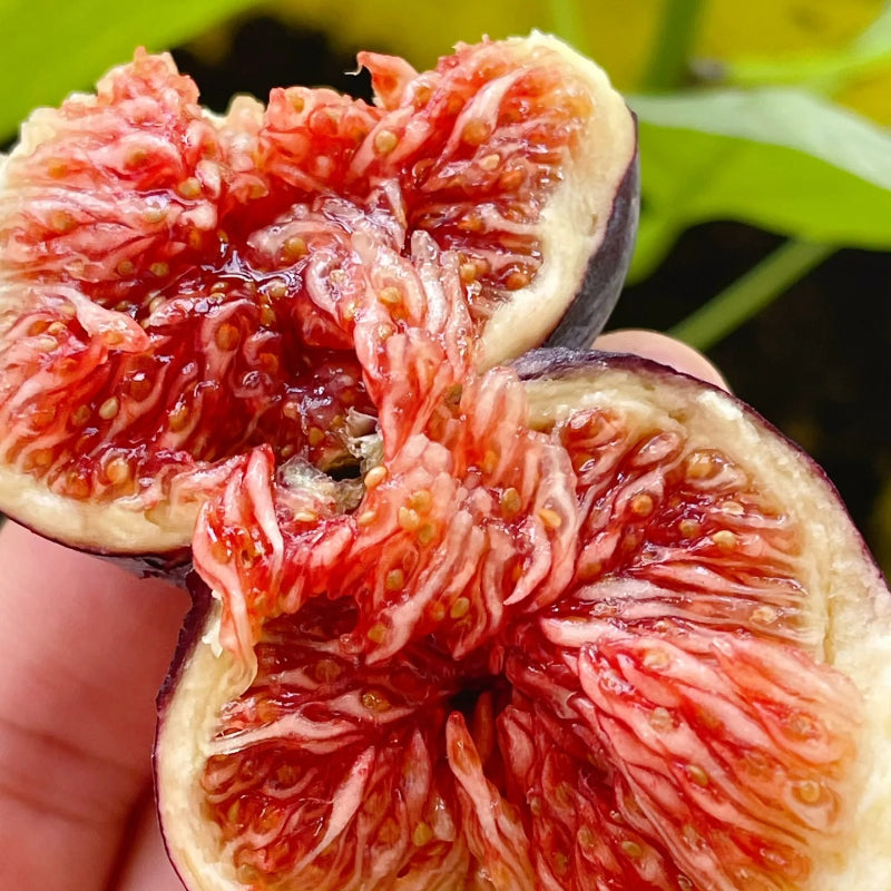 Rainbow Fig Seeds