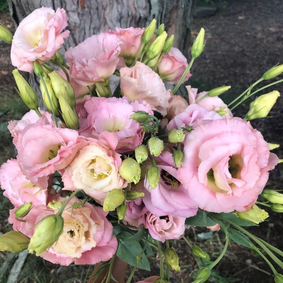 Eustoma Russellianum Seeds