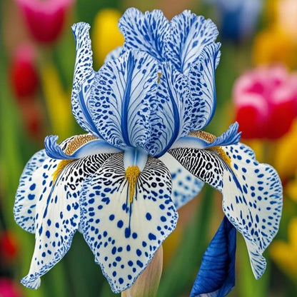 Celestial Frost-Rare Iris Bulbs⚜️