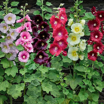 Single Flowered Hollyhock Seeds