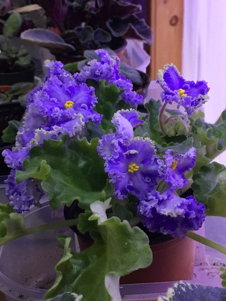 African Violet - saintpaulija Reigning Beauty