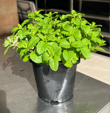 Potted Mint Seeds