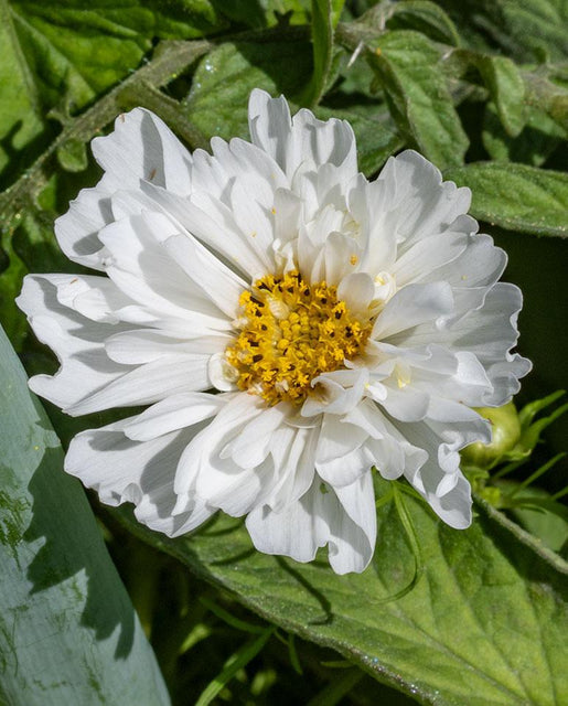 Snow Puff
