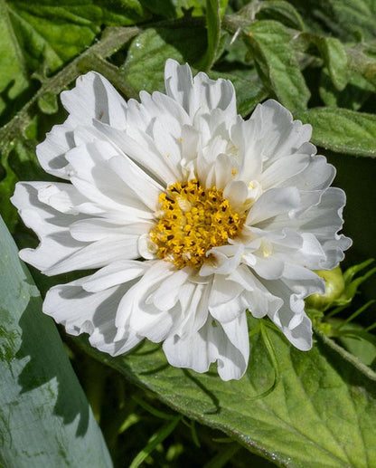 Snow Puff