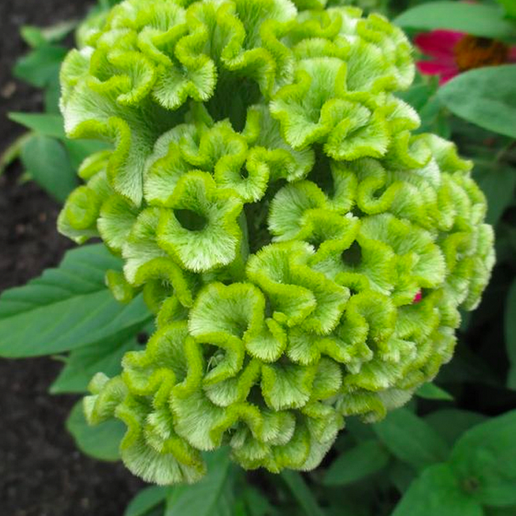 Cockscomb Celosia Seeds
