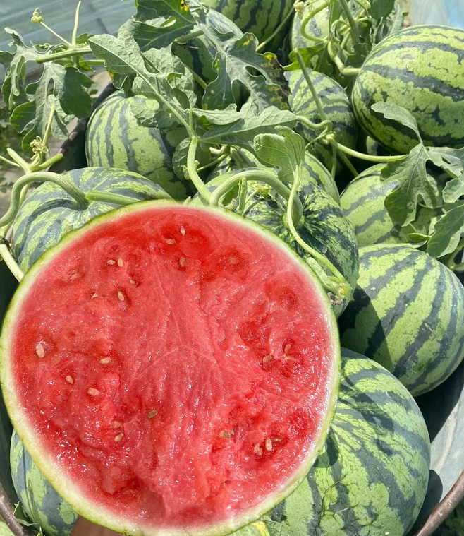 Rock Sugar Watermelon Seeds