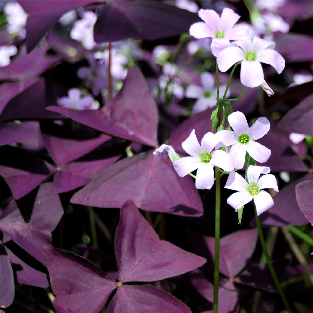 💜Purple Luck Oxalis Bulbs