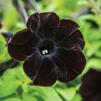 Petunia Black Velvet Seeds