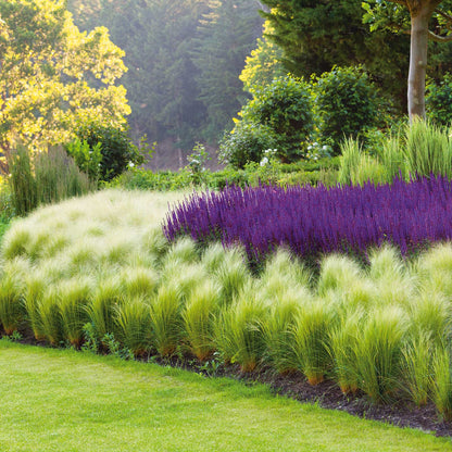 Grass Seeds - Mexican Feather Grass