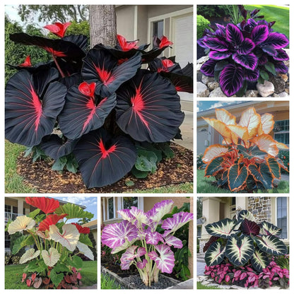 🌿Garden Favorite Hosta Bulbs – Lush Foliage, Shade-Loving Perennial Garden Plants🪴