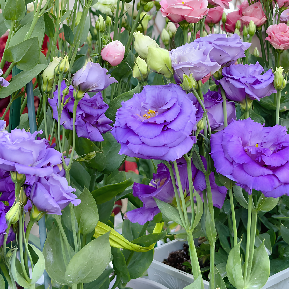 🌺Lisianthus - Sincere Love