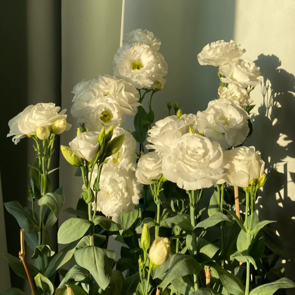 🌺Lisianthus - Sincere Love