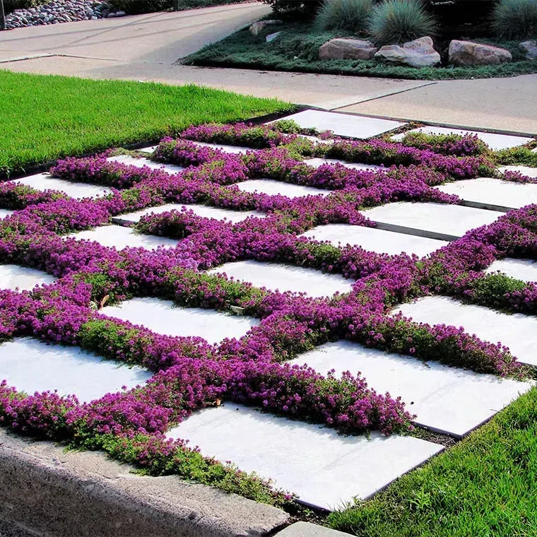 ✨Creeping Thyme Seeds for Four Seasons🏡Create Your Perfect Lawn Here🌼