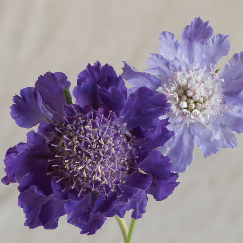Scabiosa Comosa Seeds