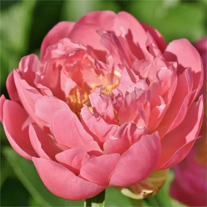 🌺Peony - Love surrounds you