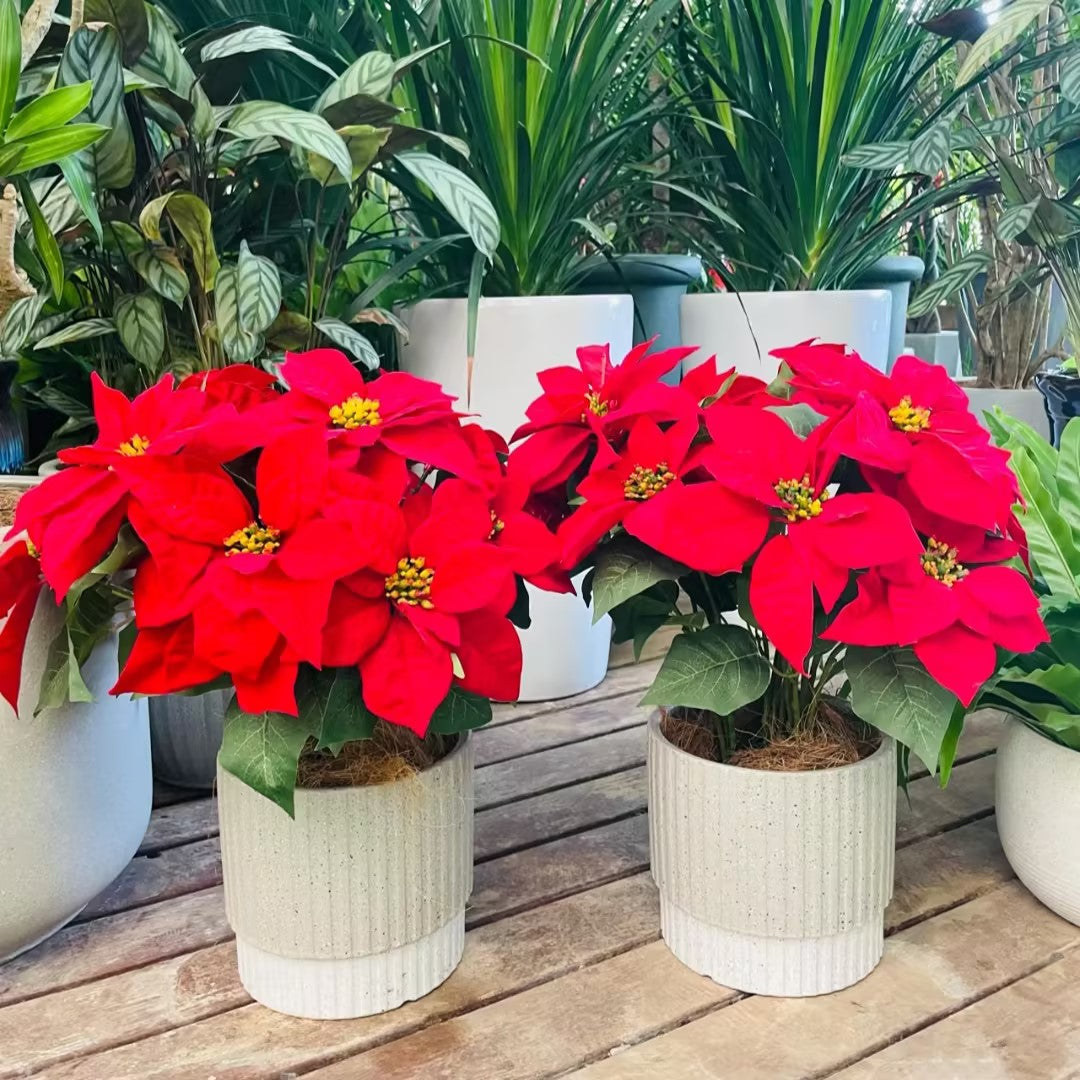 Christmas Star Flower Poinsettia Pot Seeds