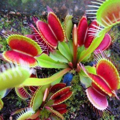 VENUS FLYTRAP SEEDS, PLANT SEEDS, INSECTIVOROUS PLANT, 100 SEEDS