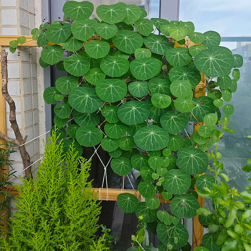 Stephania Erecta Climbing Greenery Seeds