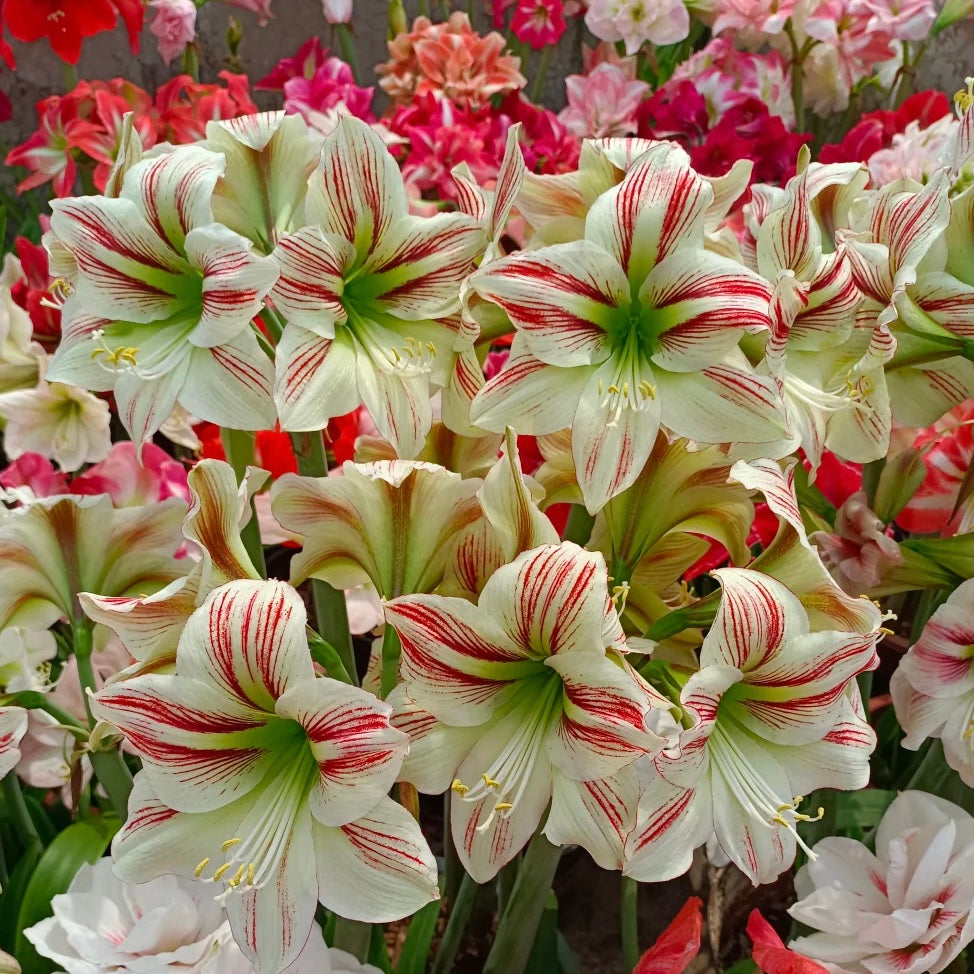 Double-Flowered Amaryllis Bulb🌼