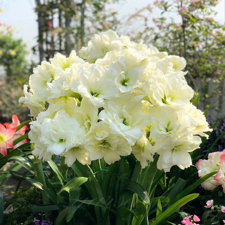 Double-Flowered Amaryllis Bulb🌼