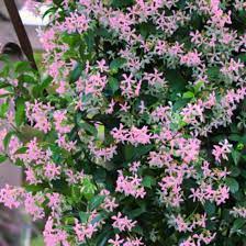 🌟Star Jasmine🌟