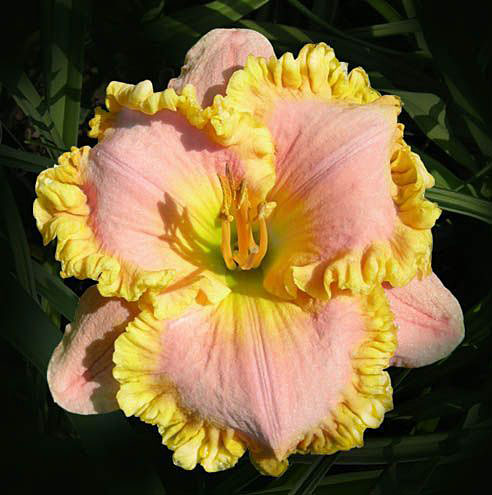 Daylily Hybrid Flowers Seeds, Hemerocallis Hybrid, 20pcs/pack
