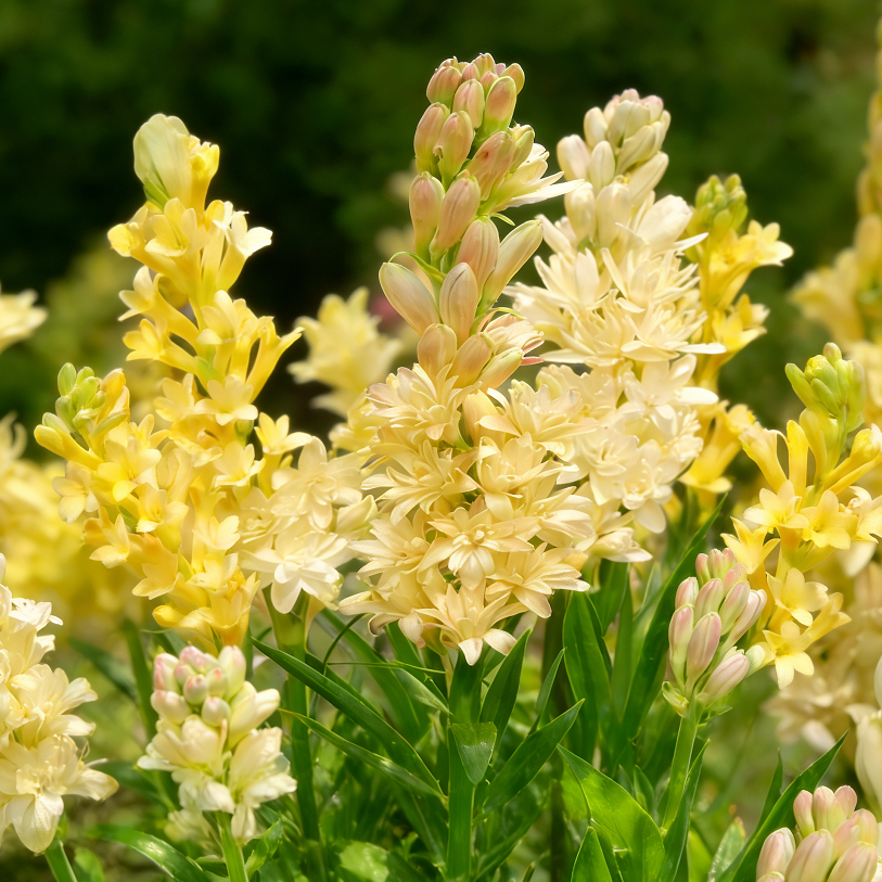 🌺Double Tuberose Bulbs