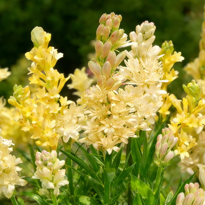 🌺Double Tuberose Bulbs-Heavenly Fragrance • Elegant Double Blooms
