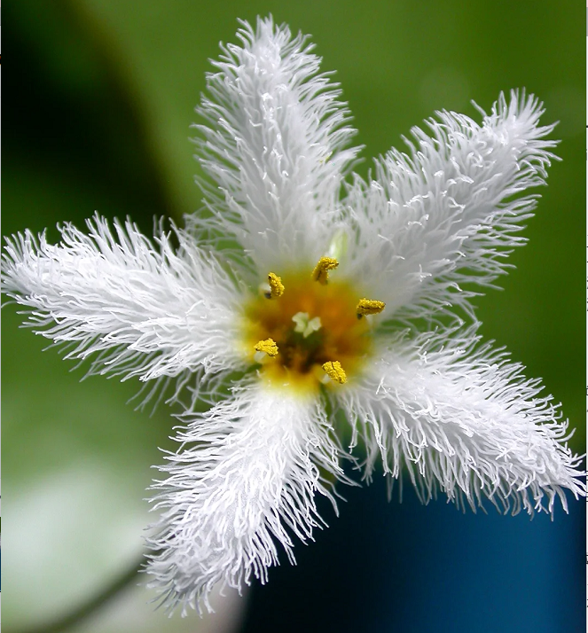 Hydroponic Plants Water Snowflake