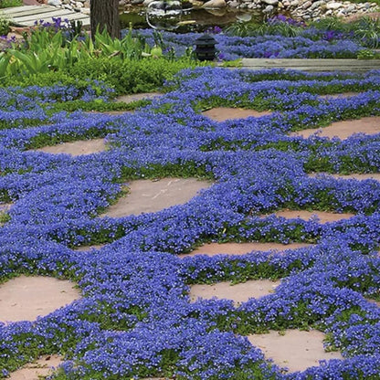 📣Optimal Ground Cover✨Creeping Thyme Seeds