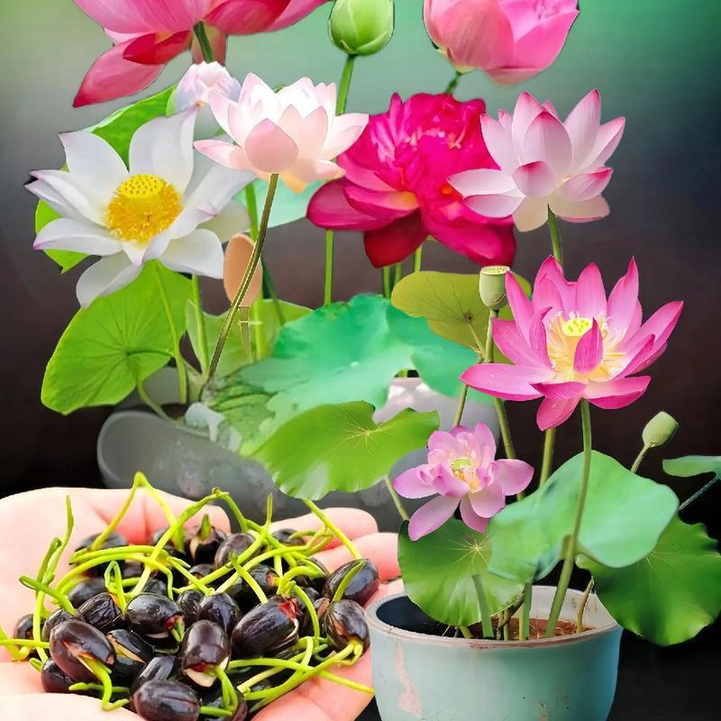 🌄Sunrise Orange Lotus Seeds