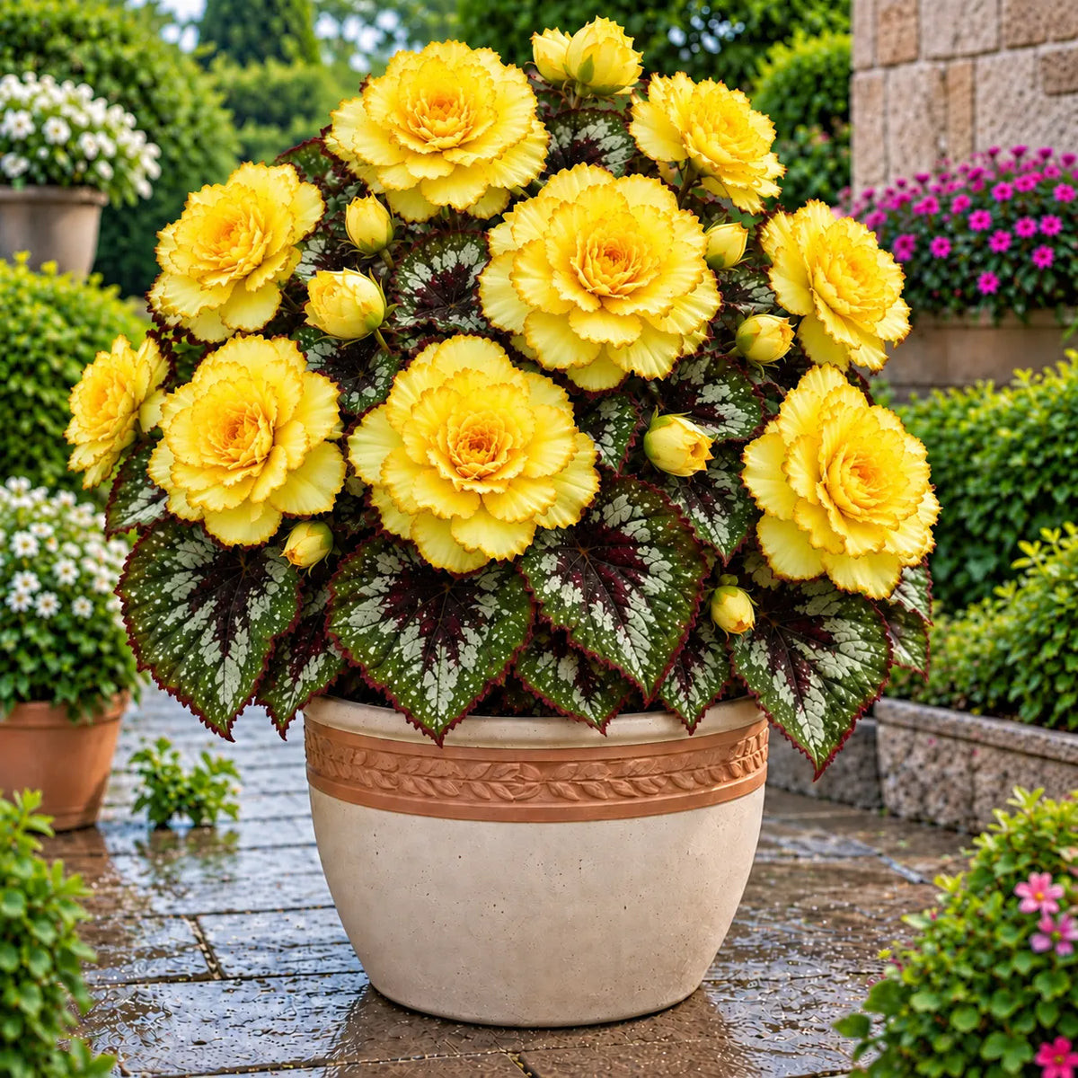 🌸 Rare Double Tuberous Begonia Bulbs🪴