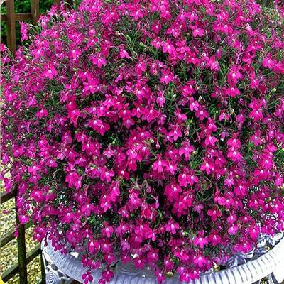 Lobelia Seeds - One of the best edging plants