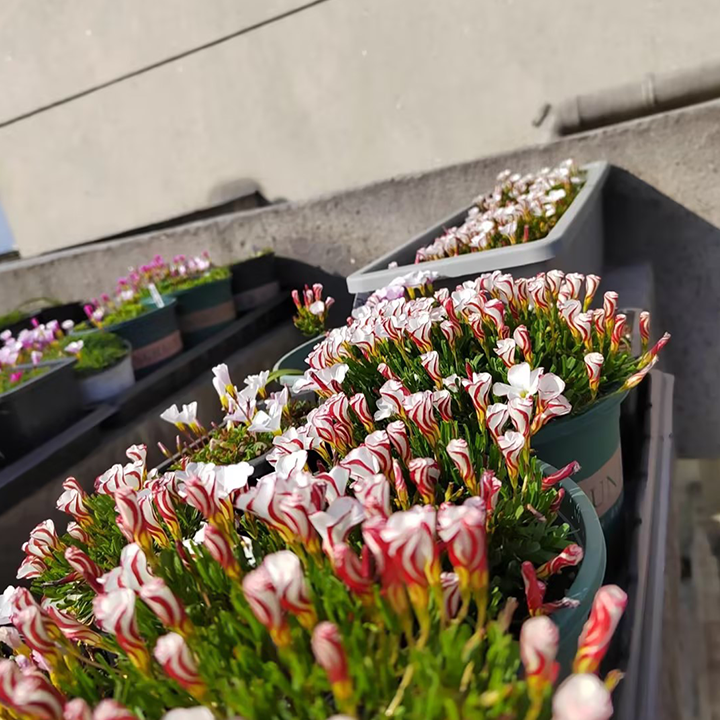 Oxalis Versicolor (Candy Cane Sorrel)