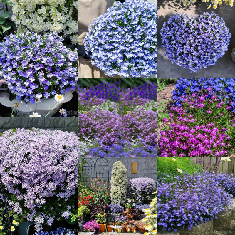 🌈Optimal Carpet Plant✨Creeping Lobelia Erinus Seeds