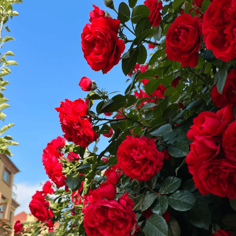 Spring Promotion 49% OFF - 🌱Climbing Rose Seeds