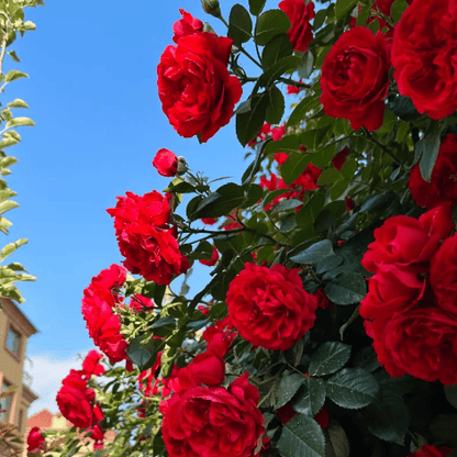 Spring Promotion 49% OFF - 🌱Climbing Rose Seeds