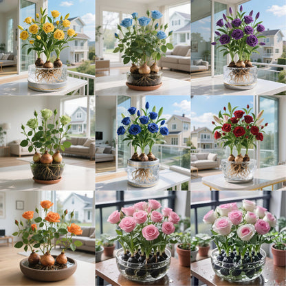✨Hydroponic Rose Bulbs -Enchanting Fragrant🌹Can be grown in water or soil