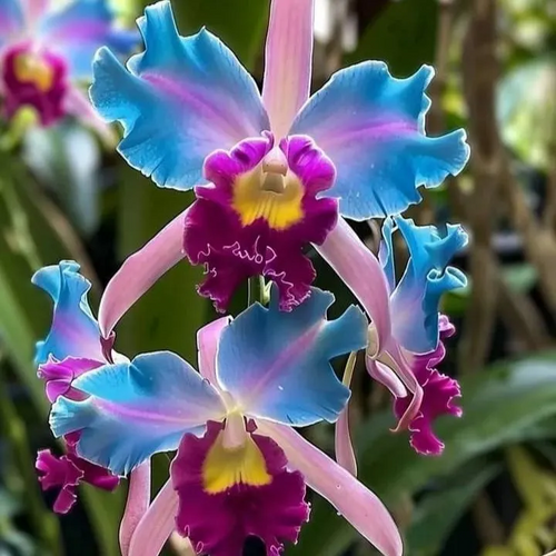 🔥[Limited Time Sale]🌺Iris Bulbs - Rare Species(#10)
