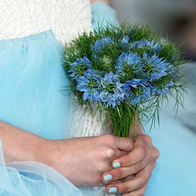 Love-In-A-Mist Seeds