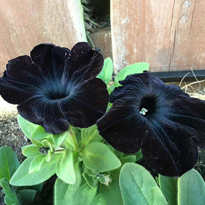 Petunia Black Velvet Seeds