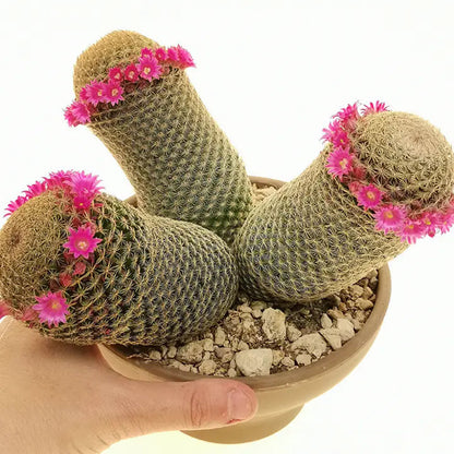 The Mammillaria Matudae Cactus Flower Plant Seeds