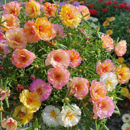 🌹Moss Rose—Immortal Flower