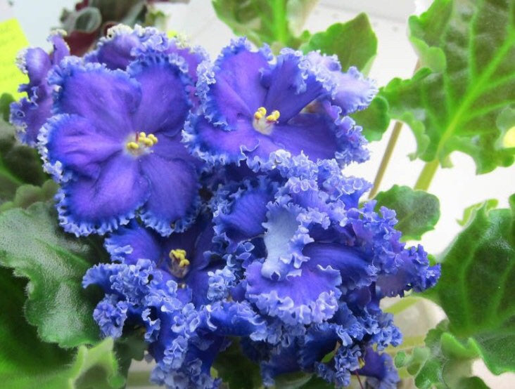 African Violet - saintpaulija Reigning Beauty