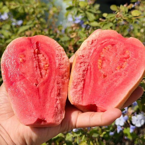 💡Red Flesh Guava - Large & High-Yield, Easy to Grow Delicious Fruit